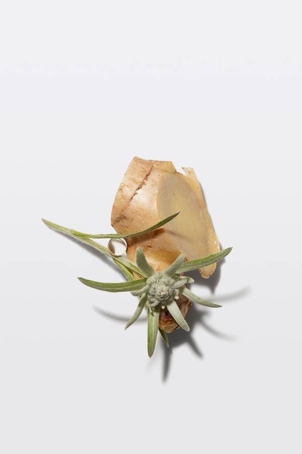 GENESIS_EDELWEISS